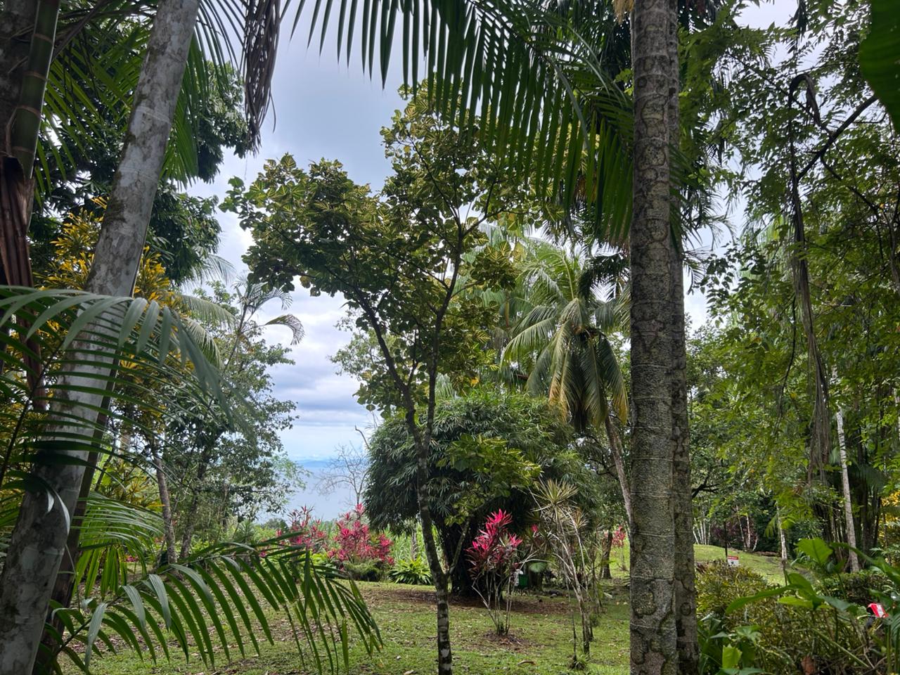 Perspective jungle